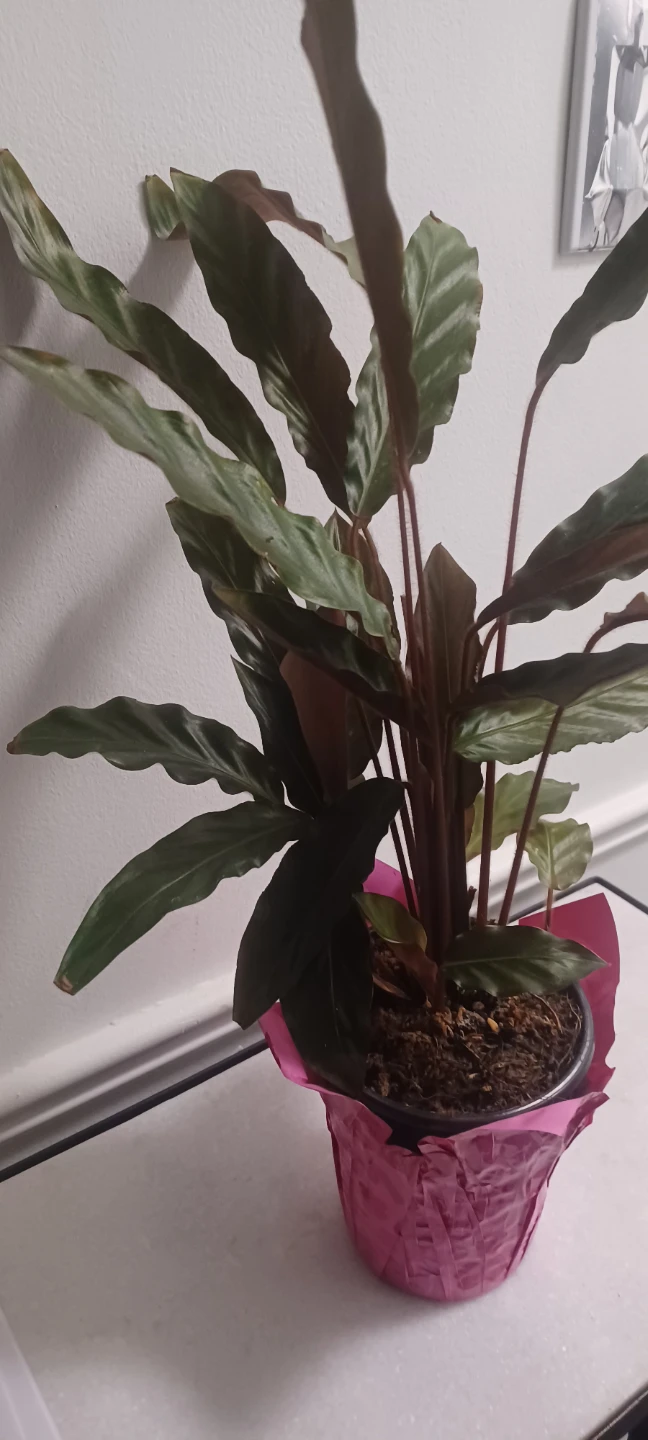 Calathea Rattlesnake Plant