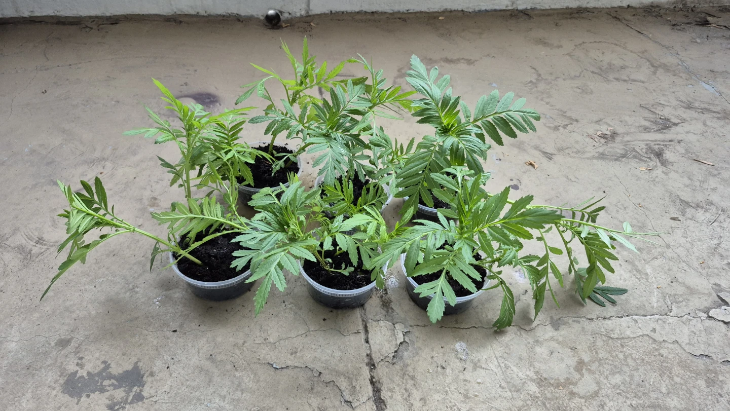Set of 13 Marigold Seedlings