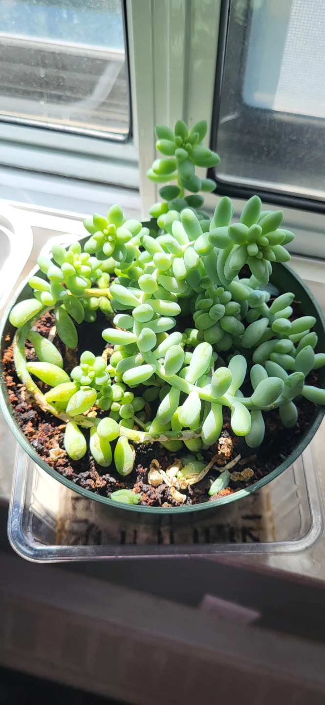 Burro's Tails succulent