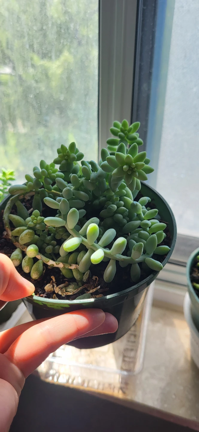 Burro's Tails succulent - photo 2