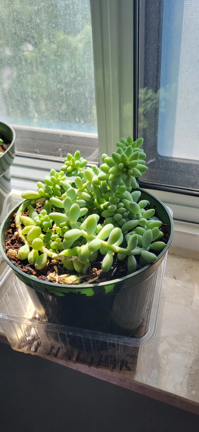 Burro's Tails succulent - photo 5