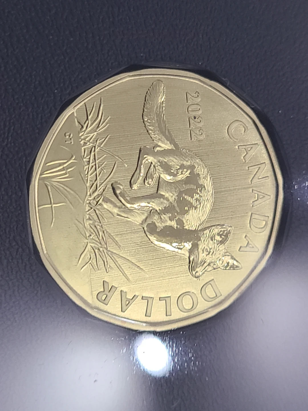 2022 Canada Dollar Coin