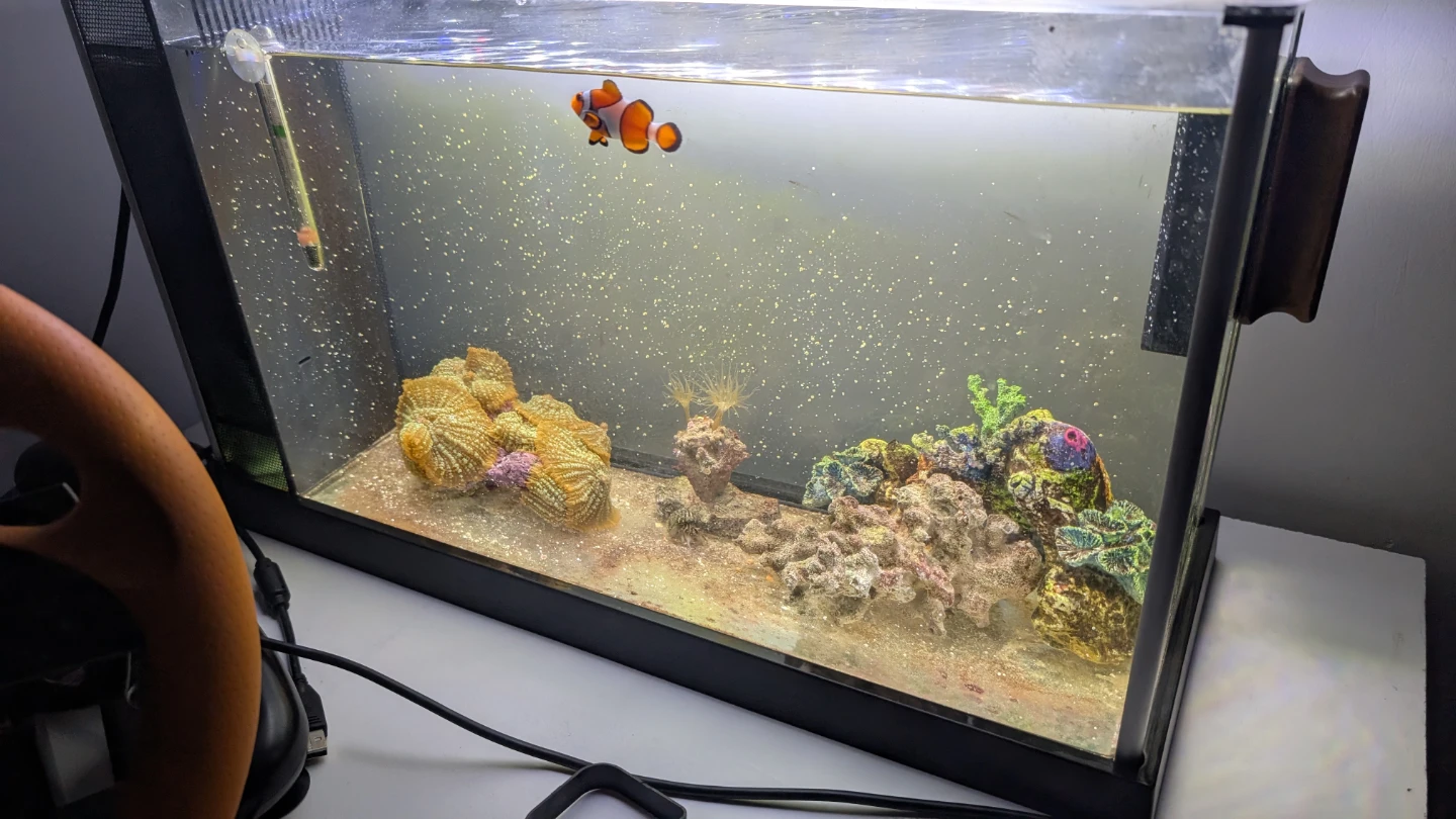 Clownfish in Aquarium Setup