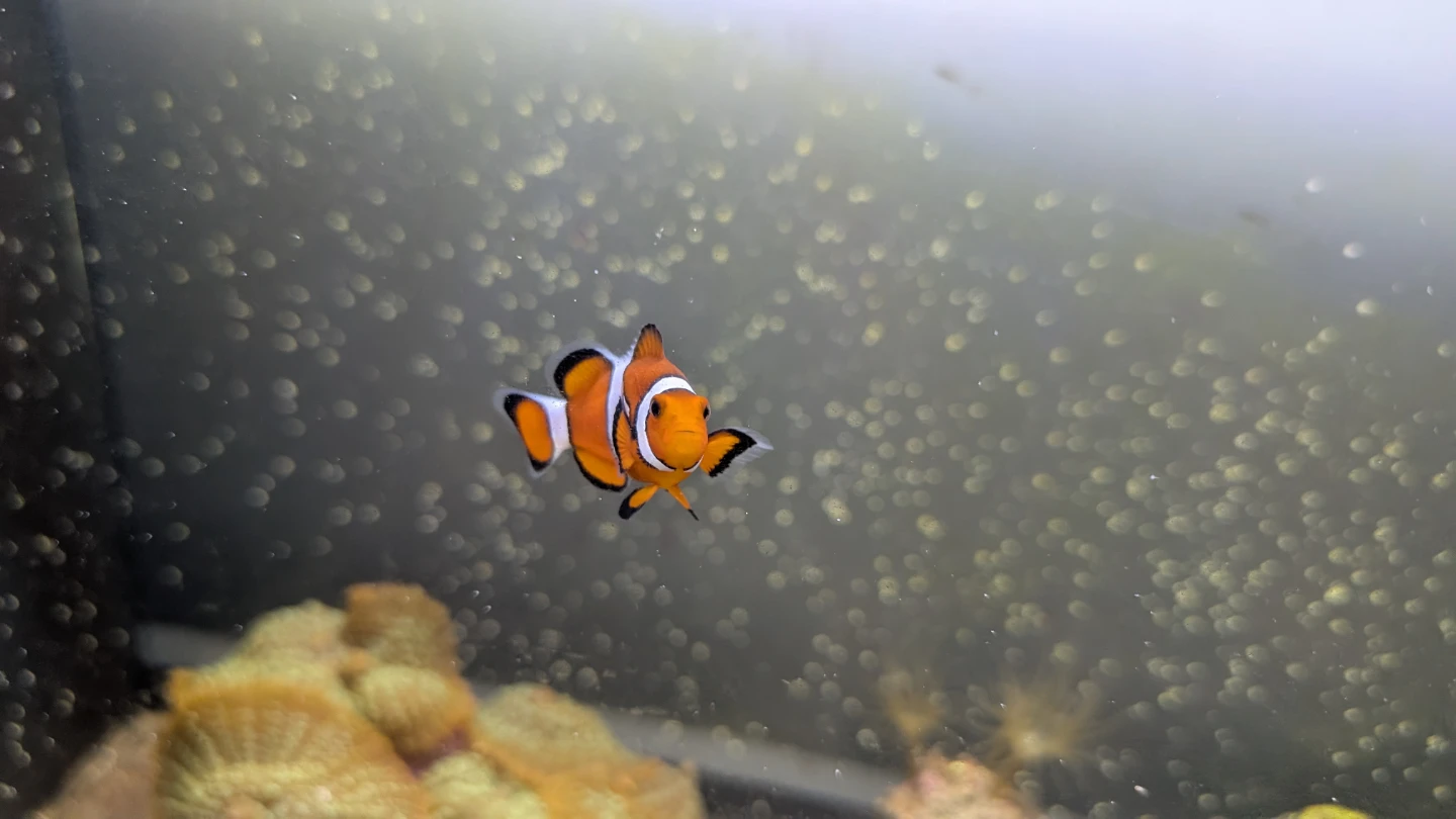 Clownfish in Aquarium Setup - photo 2