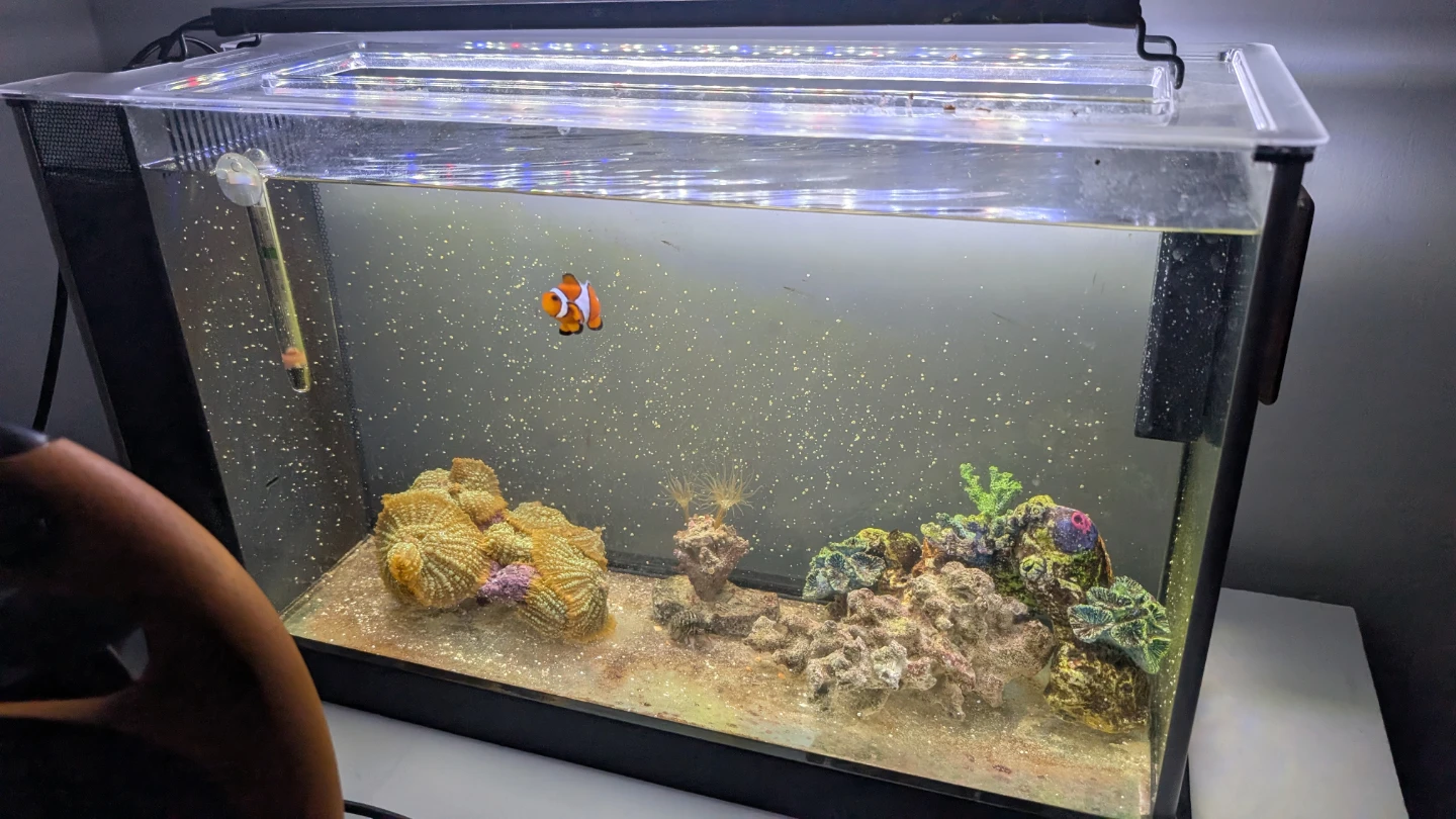 Clownfish in Aquarium Setup - photo 3