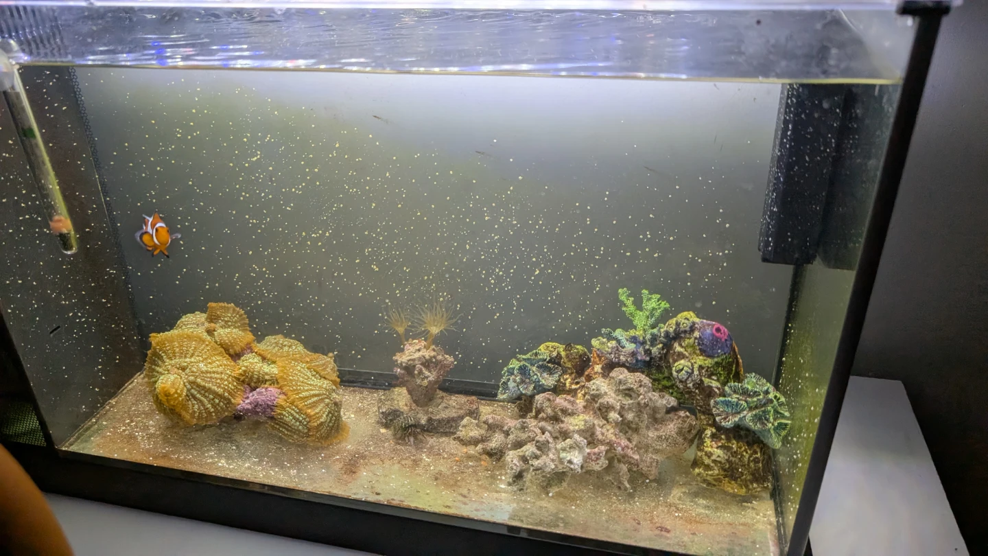 Clownfish in Aquarium Setup - photo 4