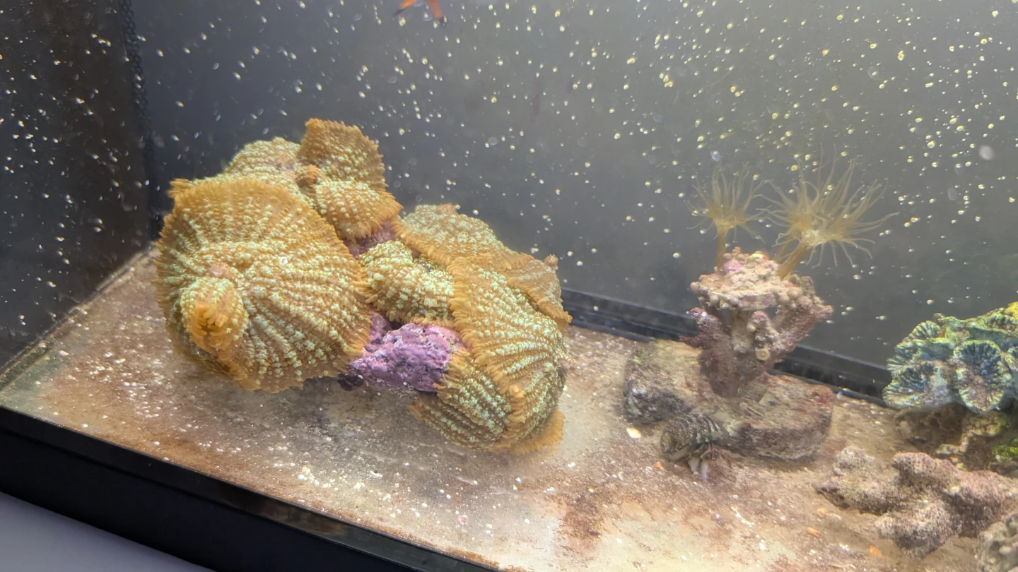 Clownfish in Aquarium Setup - photo 5