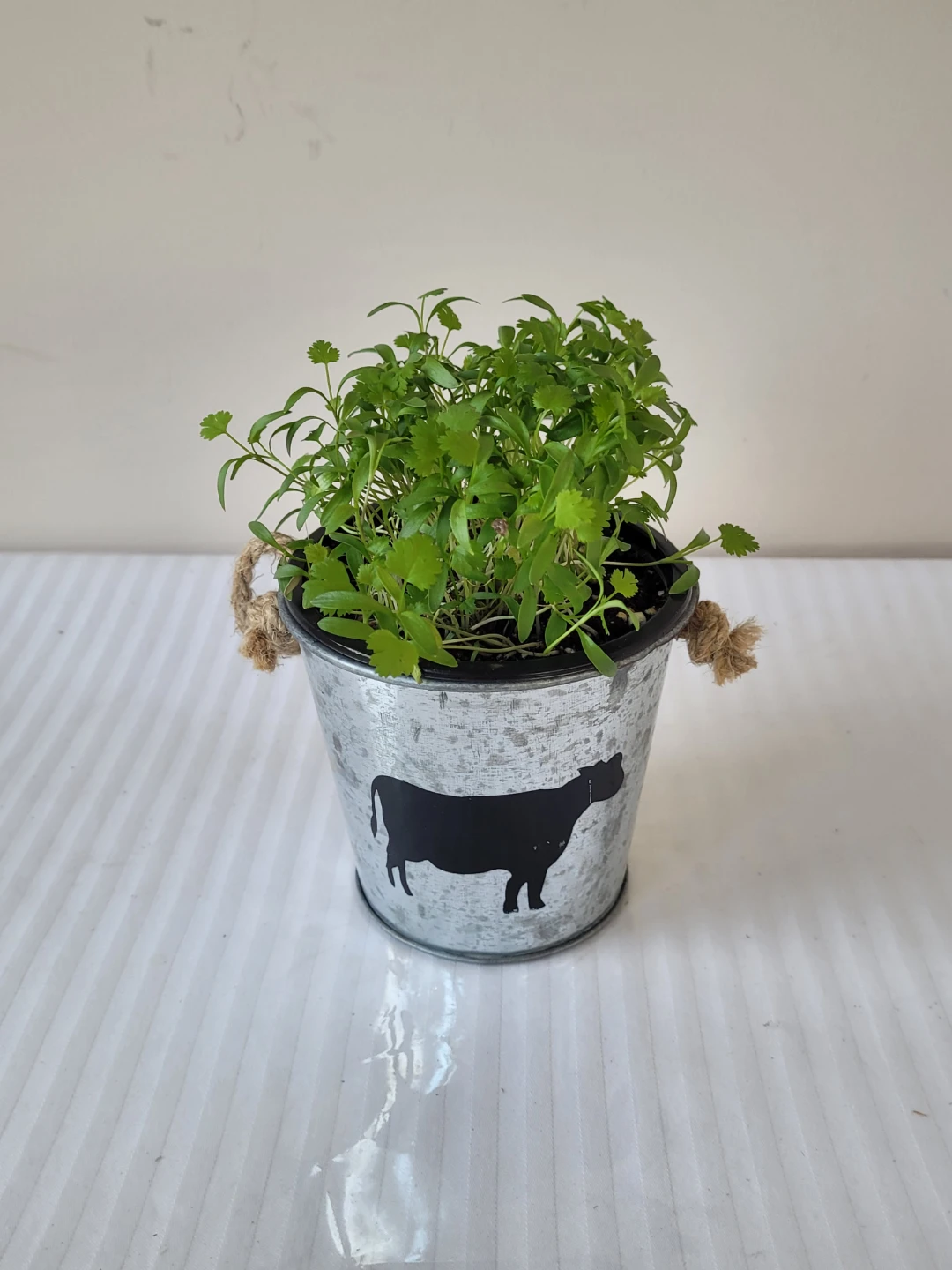 Live Cilantro Plant in Decorative Tin Pot