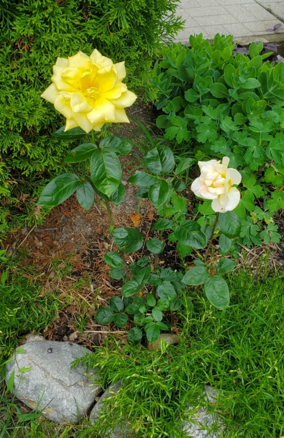 Peace, Hybrid Tea Rose