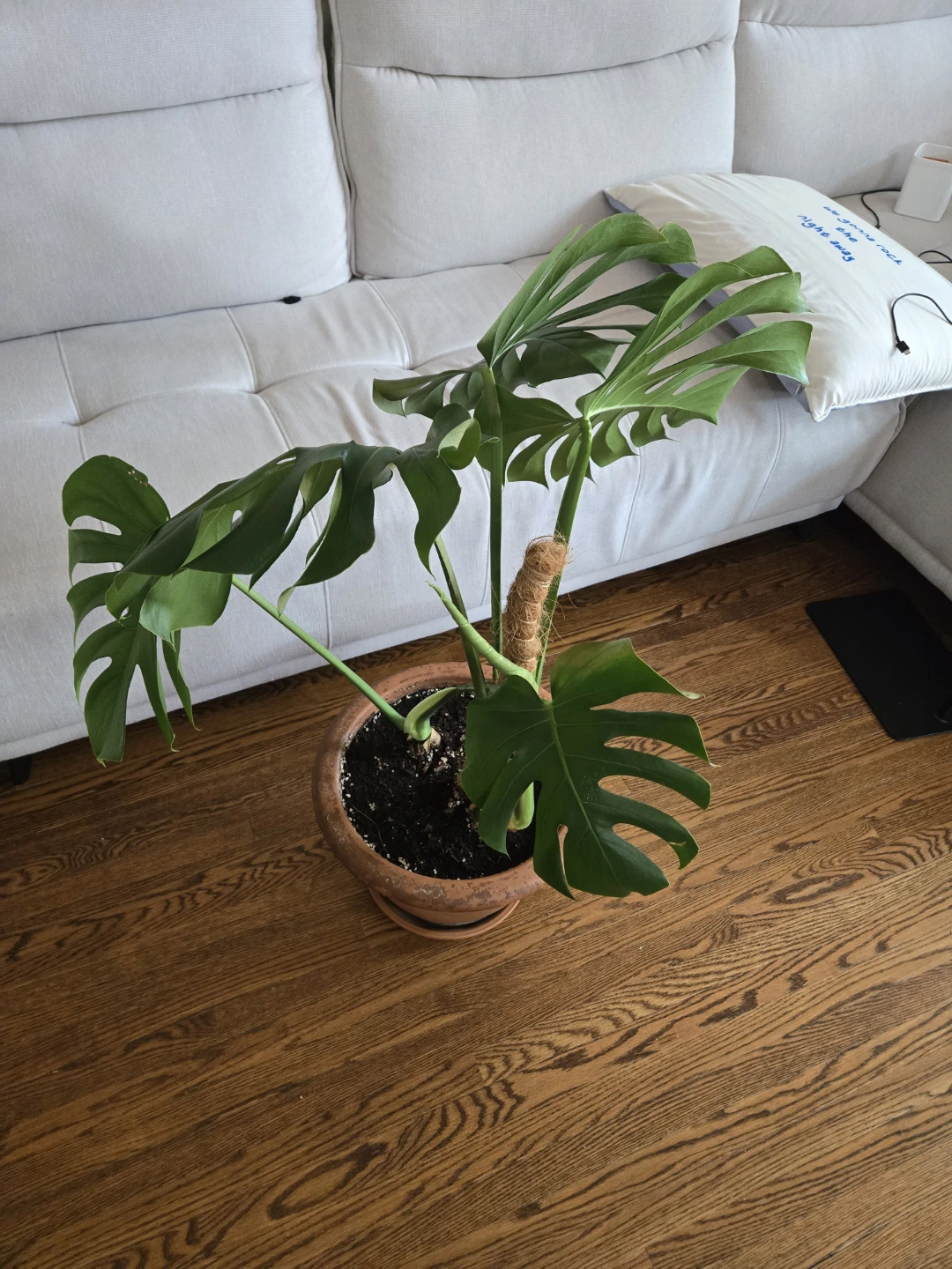 Monstera Plant in Terra Cotta Pot