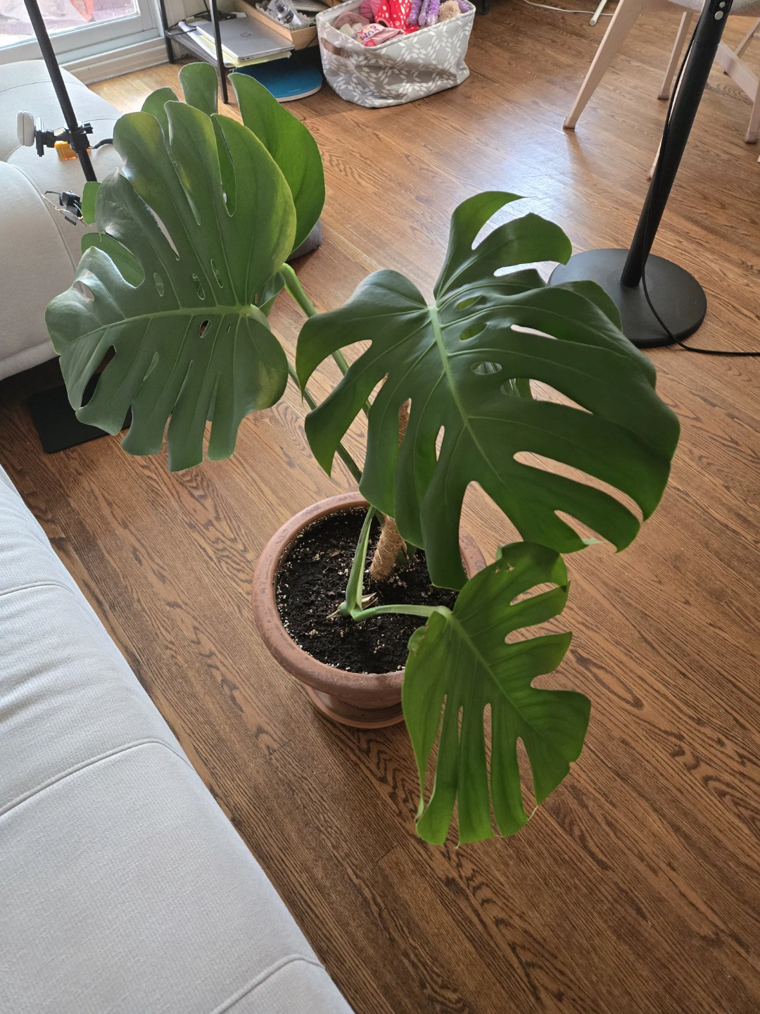 Monstera Plant in Terra Cotta Pot - photo 2