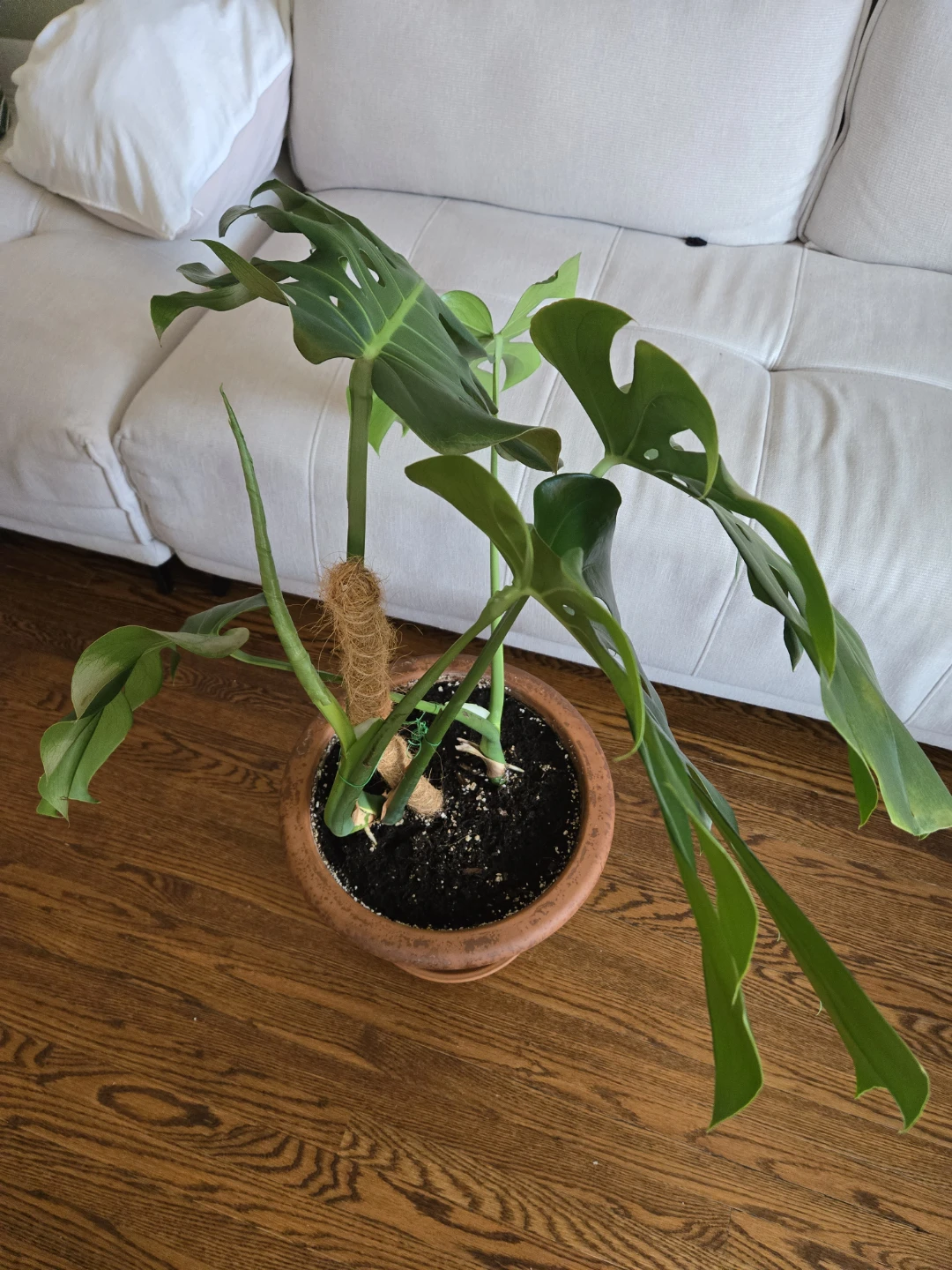 Monstera Plant in Terra Cotta Pot - photo 4