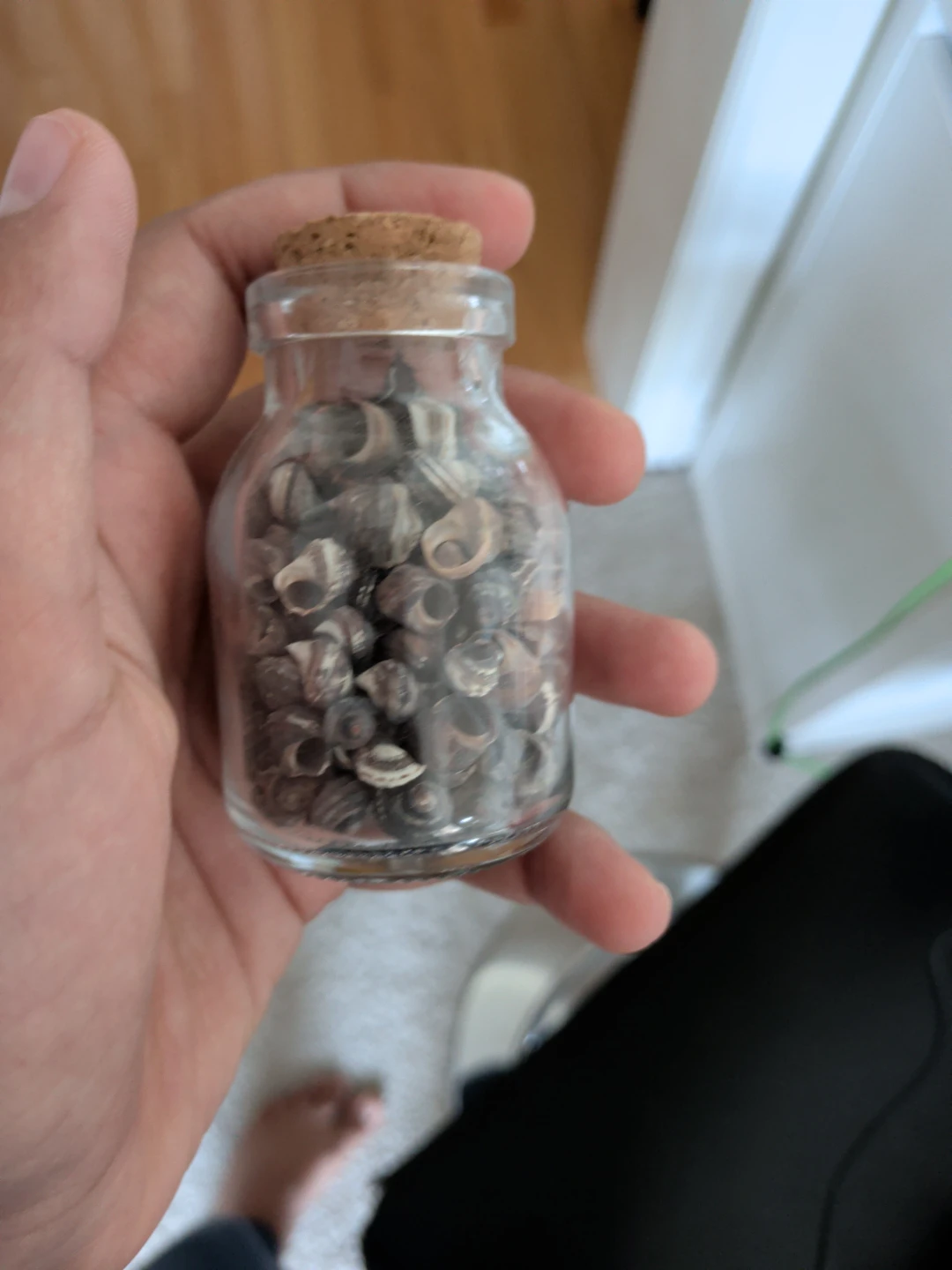 Bottle of Tiny Seashells
