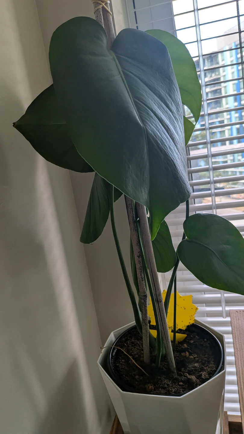 Monstera Plant - Medium size - photo 2