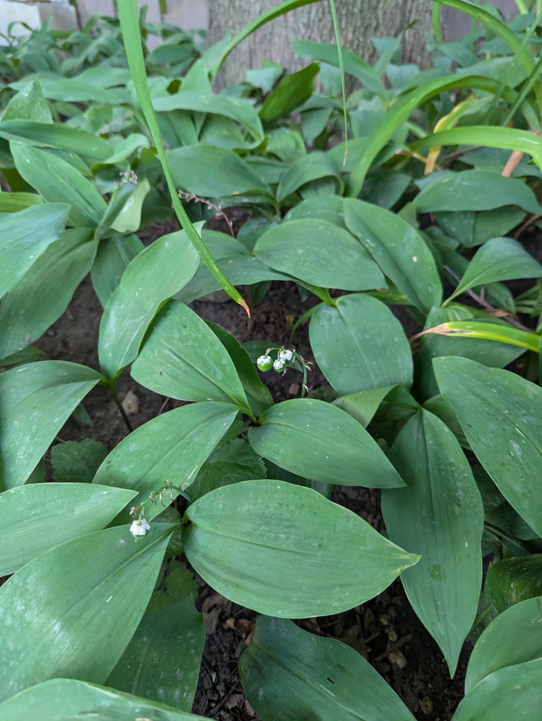 Lily of the Valley plants