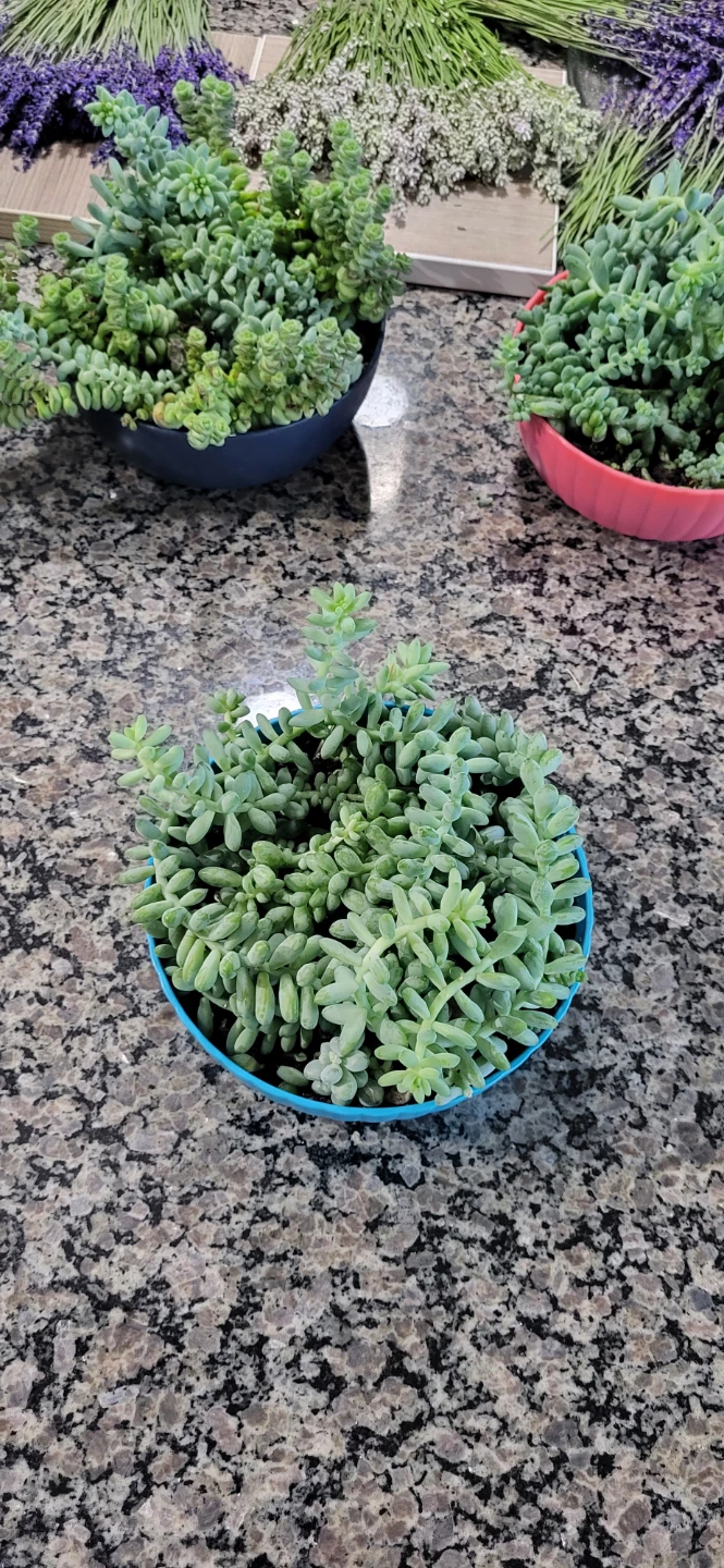 Three types of succulent in a cute pot - photo 2