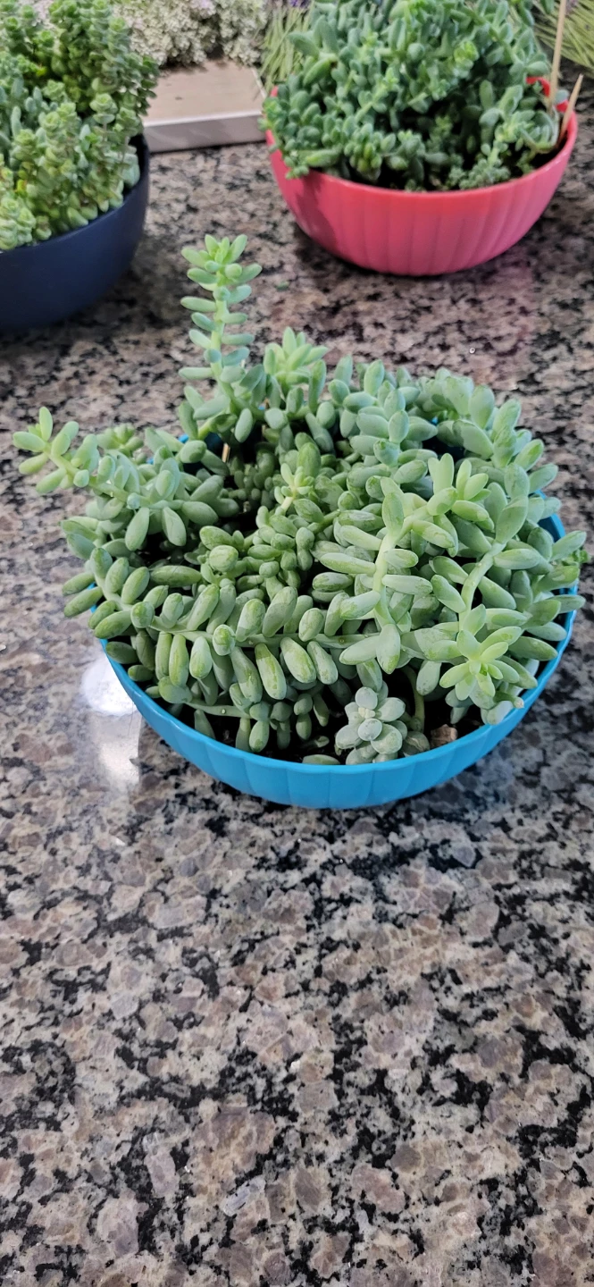 Three types of succulent in a cute pot - photo 3