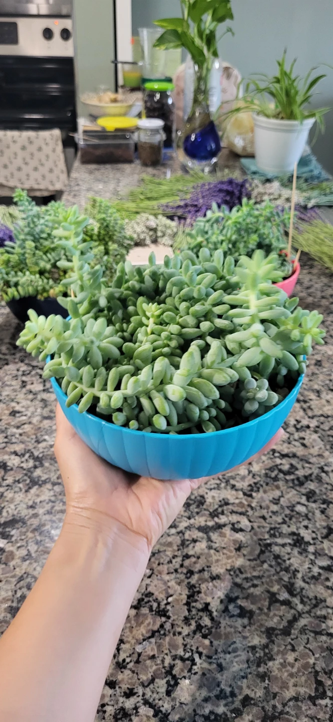 Three types of succulent in a cute pot - photo 4