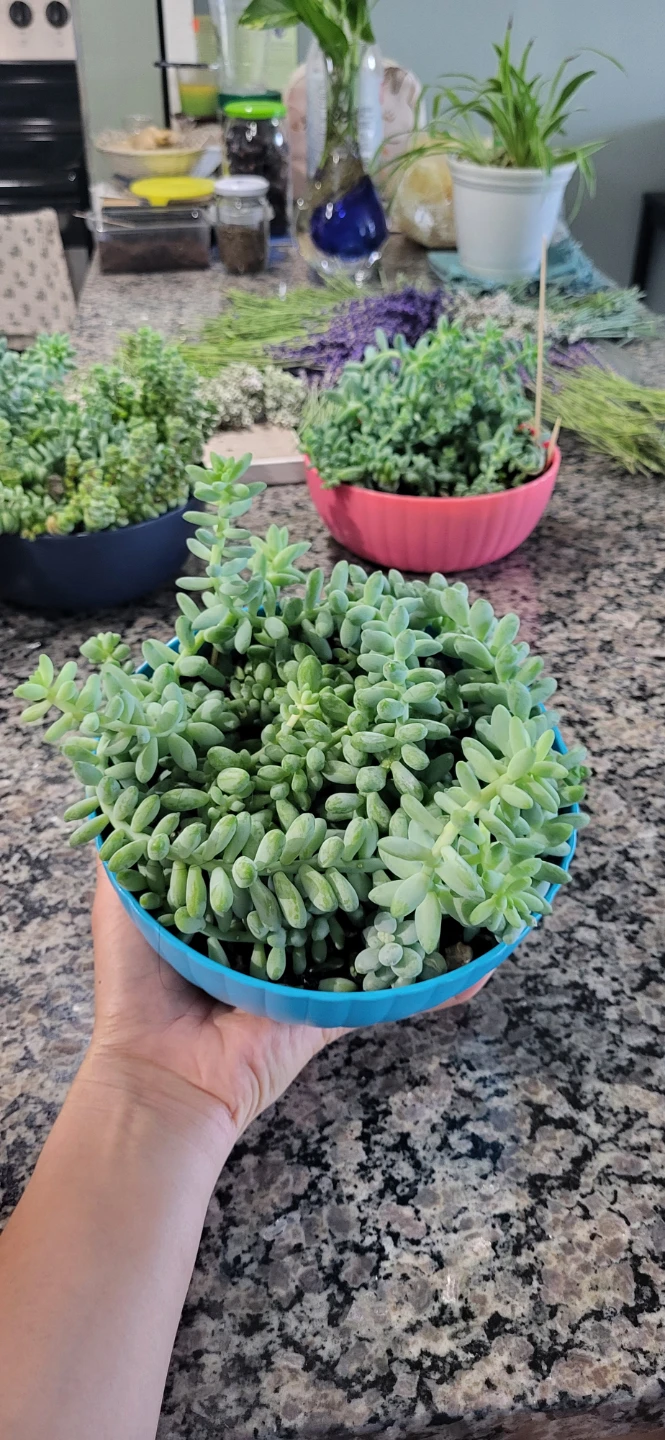 Three types of succulent in a cute pot - photo 5