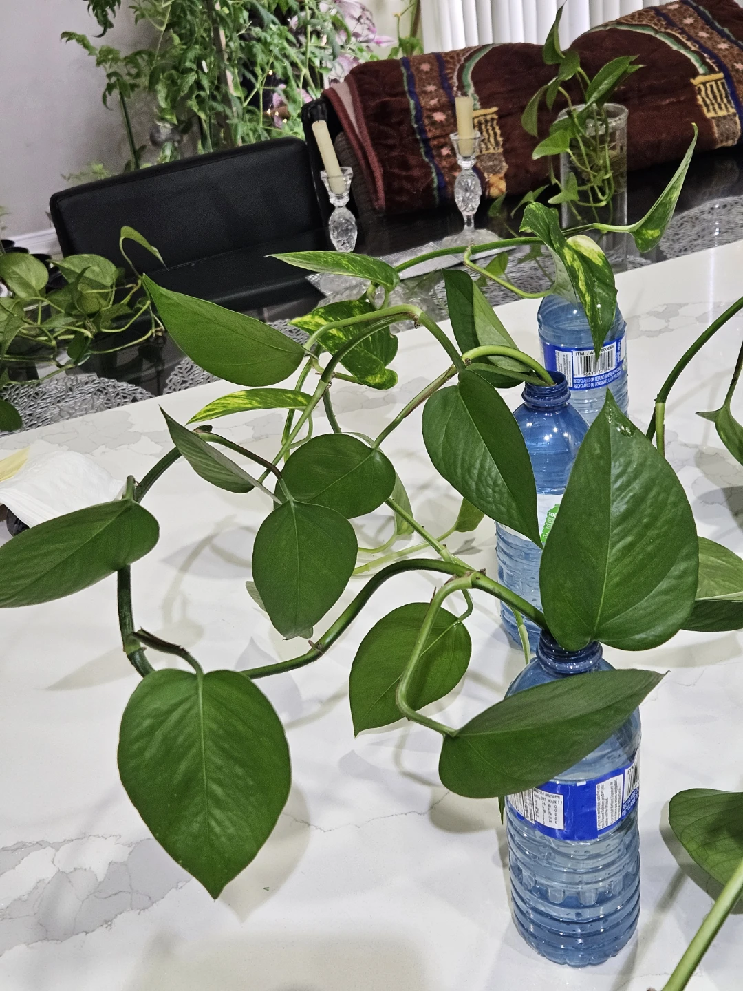 Money plant-Pothos for prosperity - photo 2