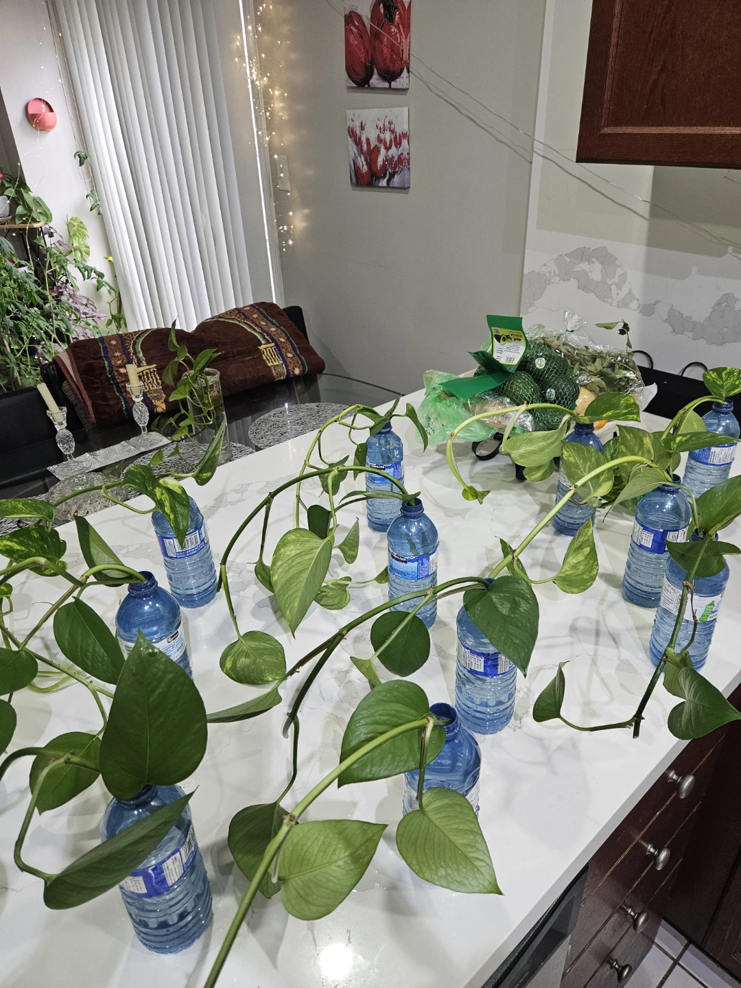 Money plant-Pothos for prosperity - photo 4