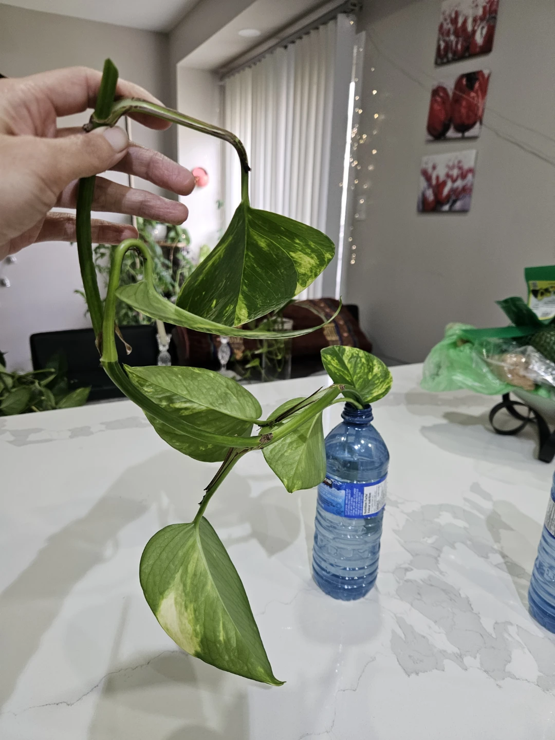 Money plant-Pothos for prosperity - photo 5