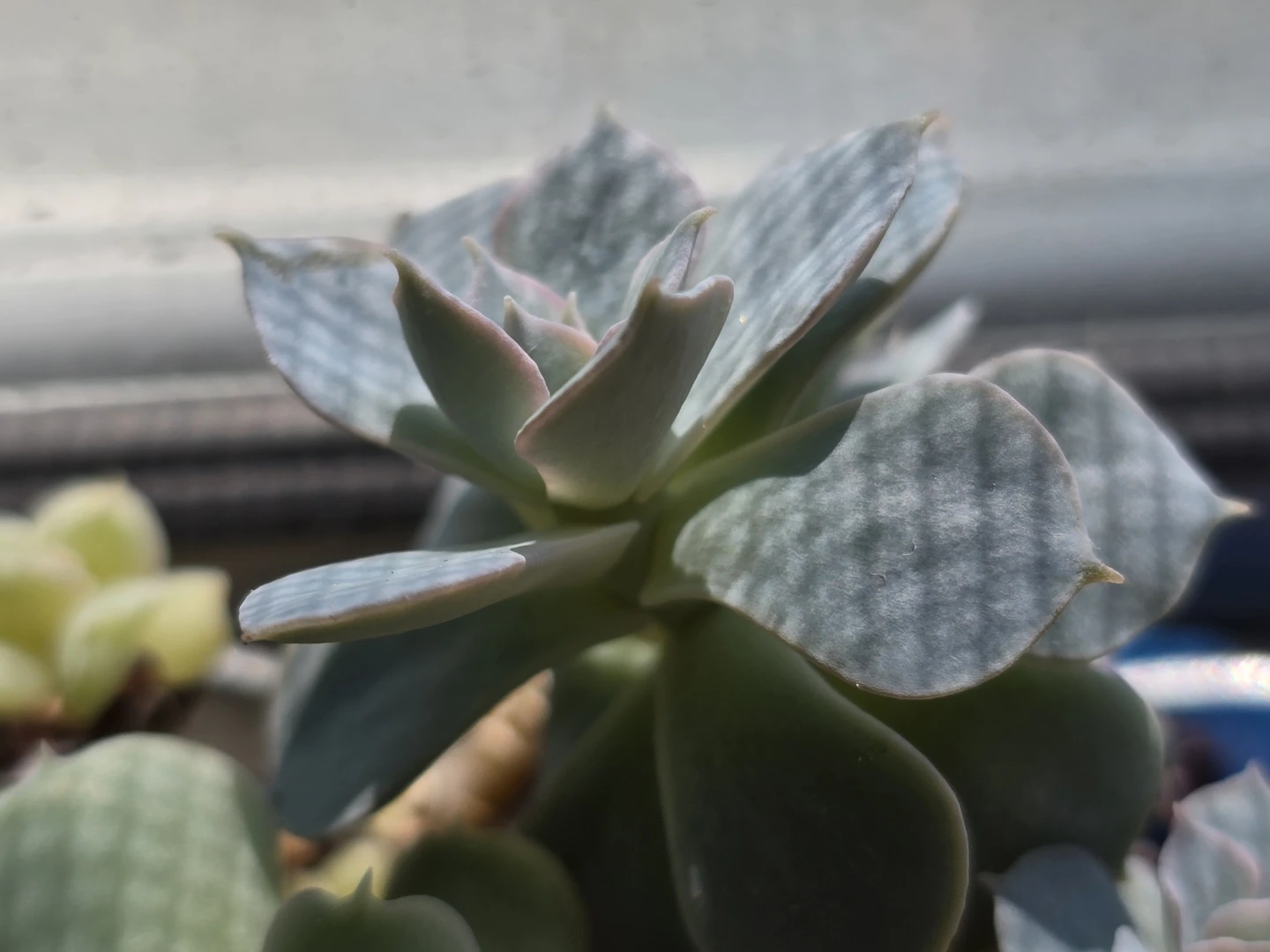 Blue and Pink Succulent Plant