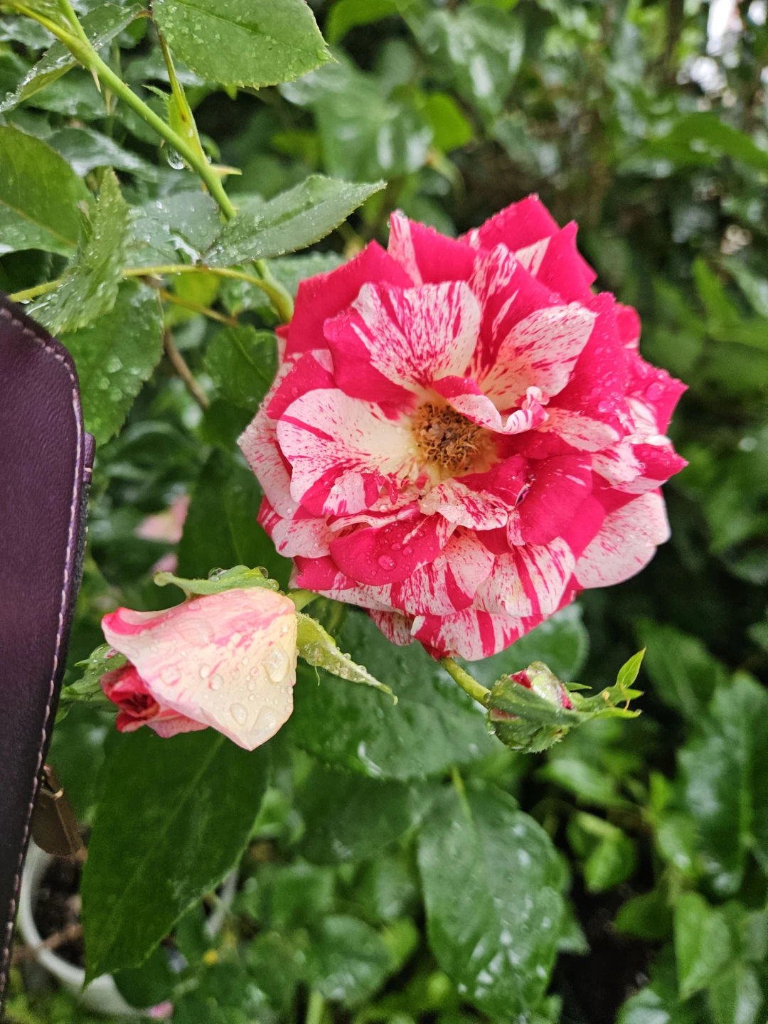 Red and White Striped Rose Bush - photo 3