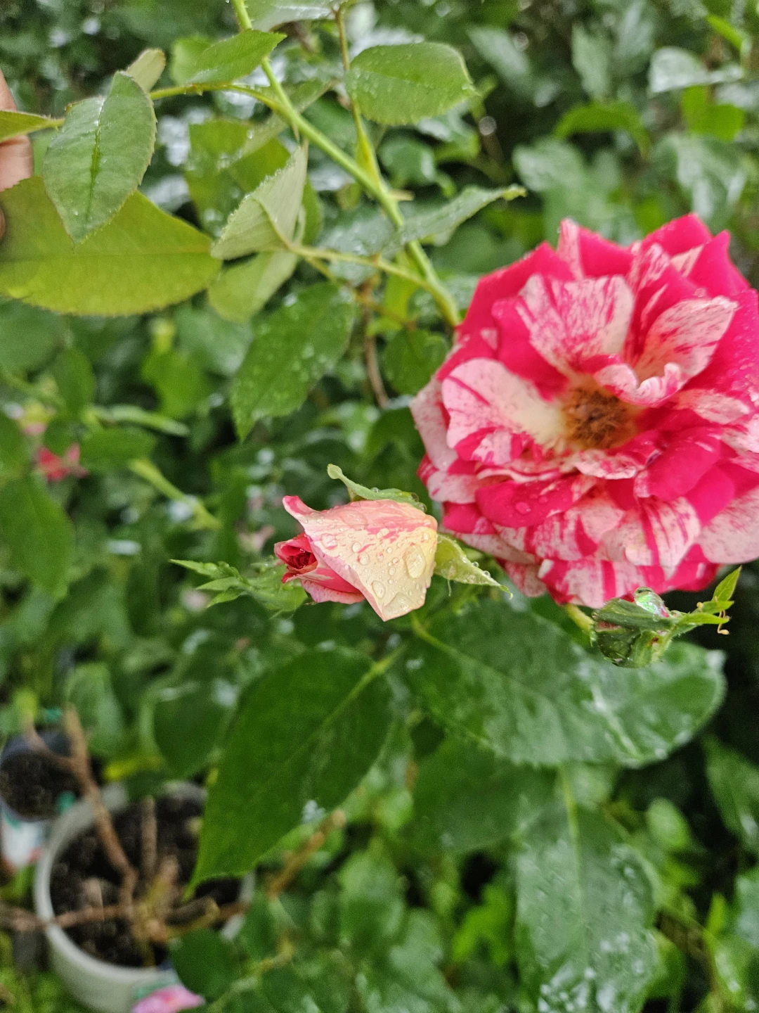 Red and White Striped Rose Bush - photo 5