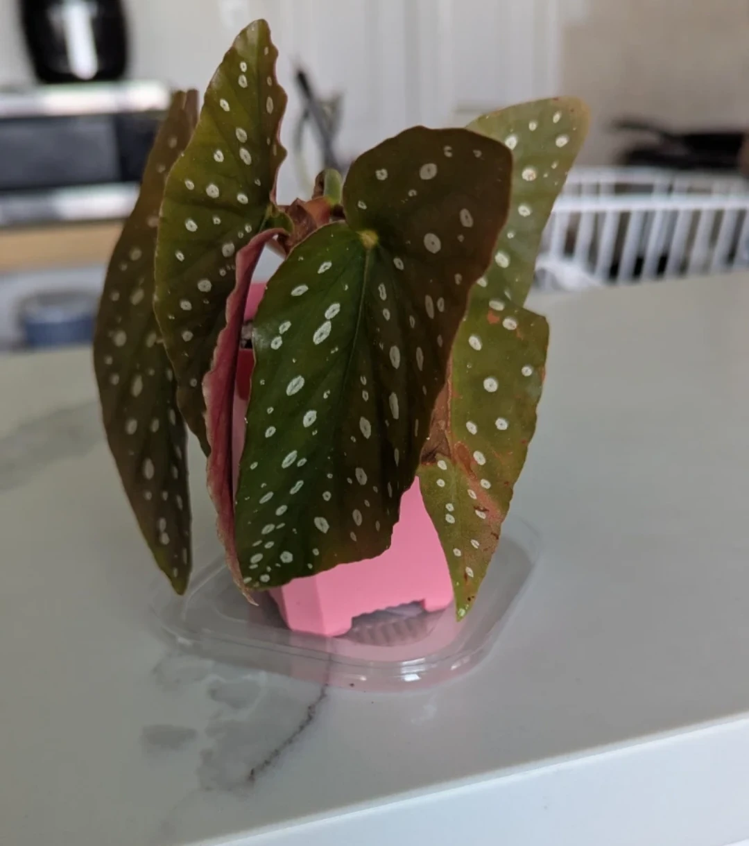 Begonia Maculata Plant - photo 2