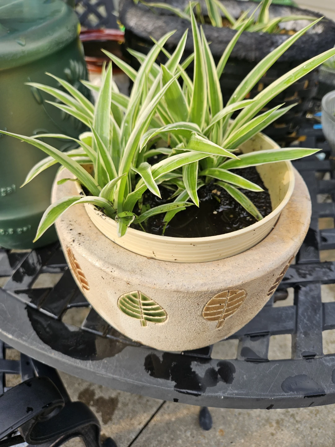 Spider Plant in Decorative Pot - photo 2