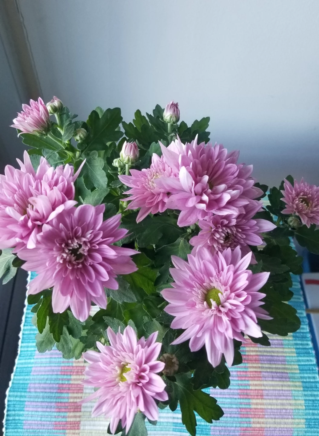 Pink Chrysanthemum Plant