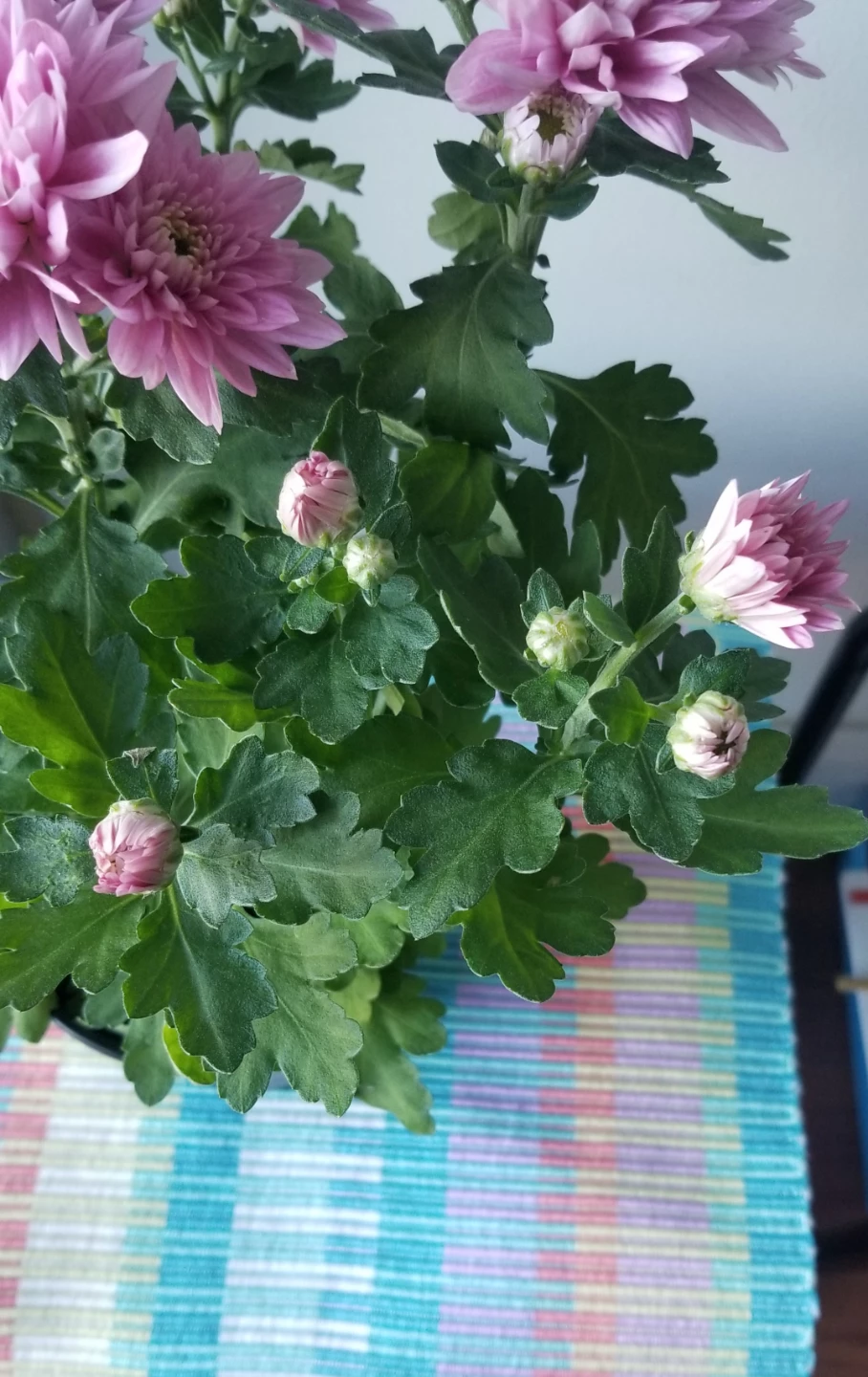 Pink Chrysanthemum Plant - photo 2