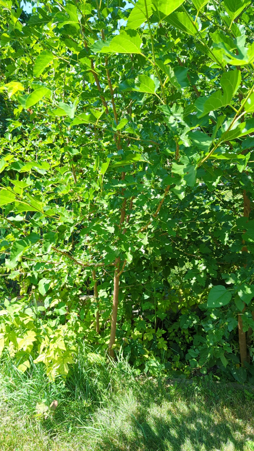 Mulberry tree - photo 2