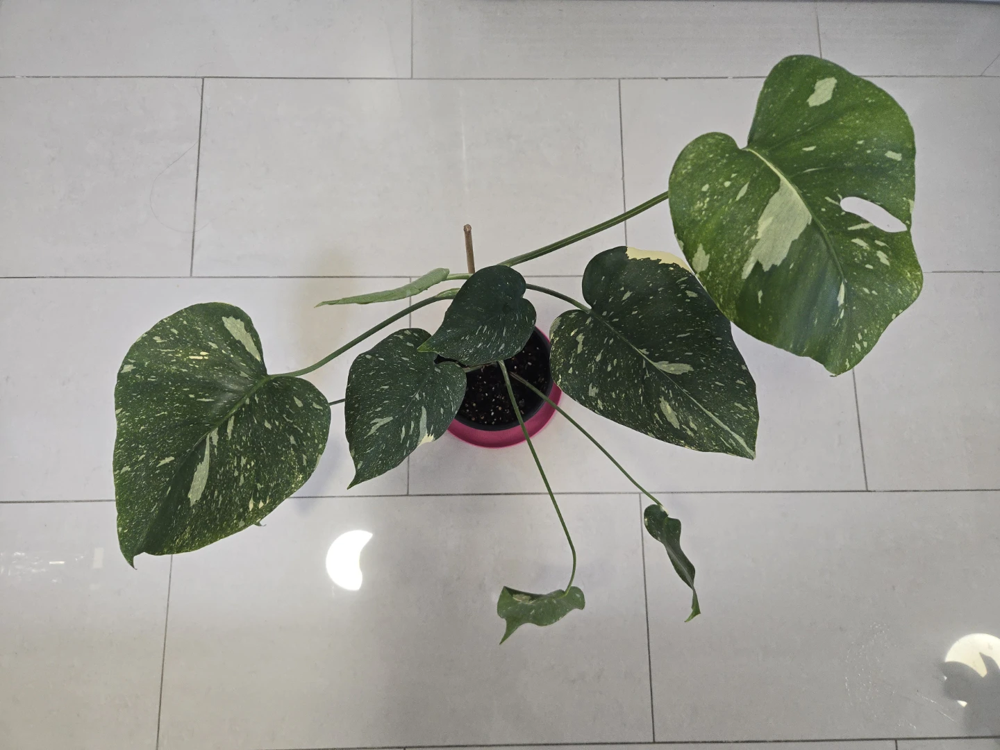 Monstera Thai Constellation in 6" pot