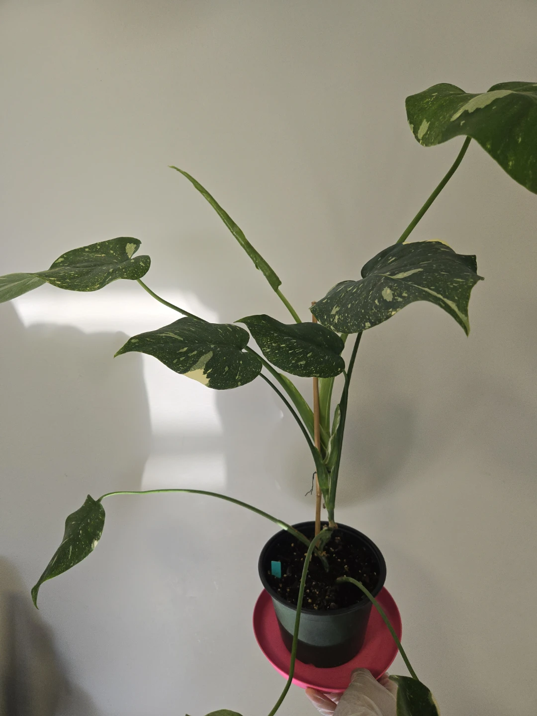 Monstera Thai Constellation in 6" pot - photo 2