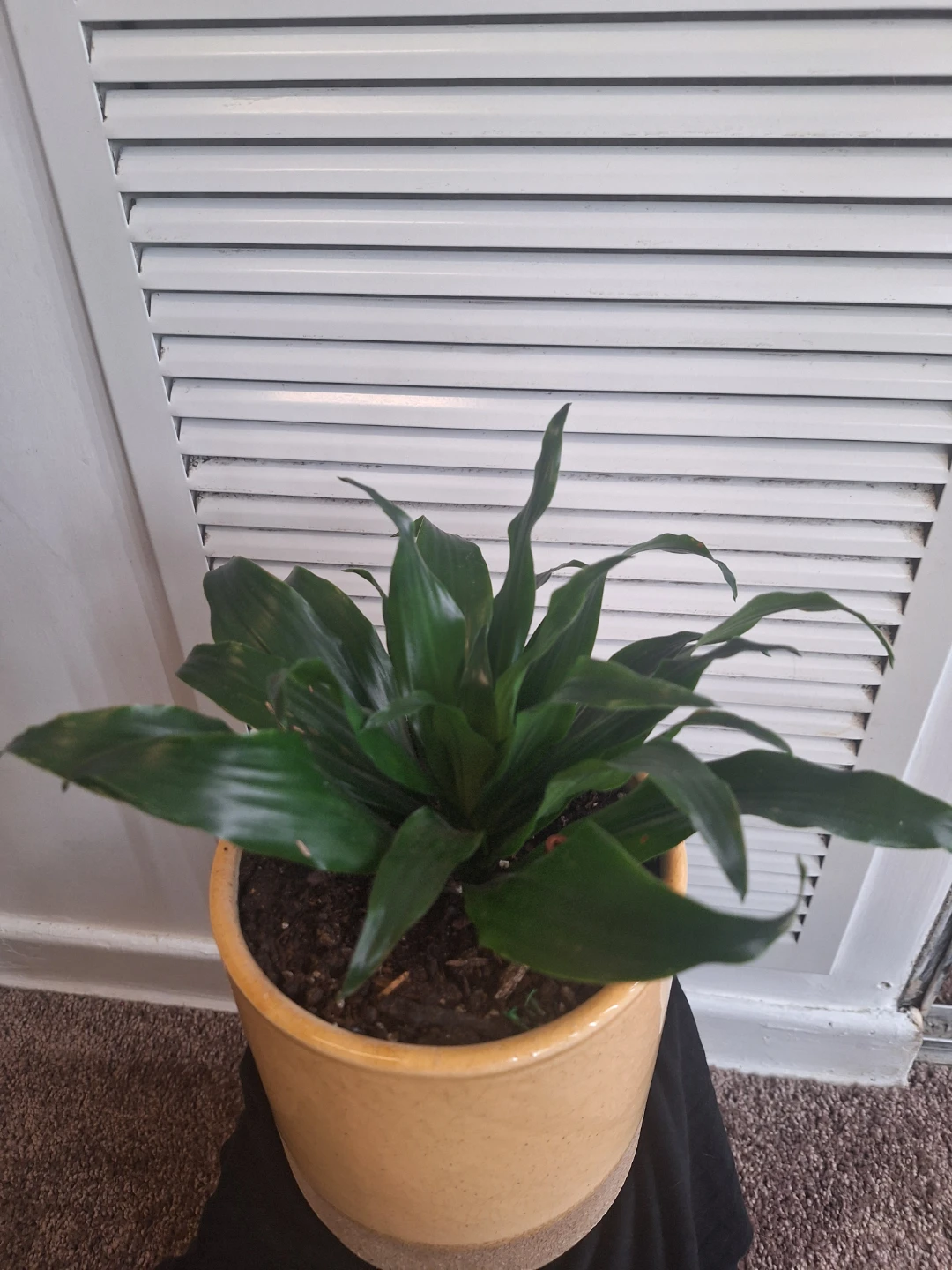 Dracaena fragrans Compacta in Yellow Ceramic Pot - photo 2