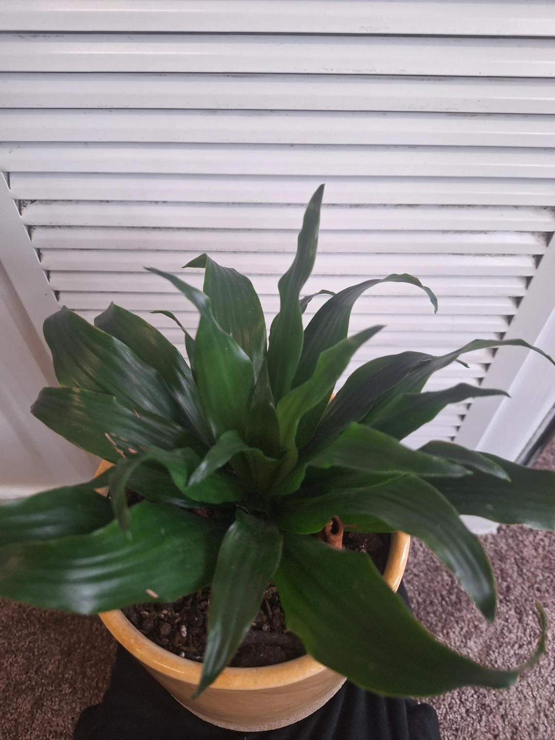 Dracaena fragrans Compacta in Yellow Ceramic Pot - photo 3