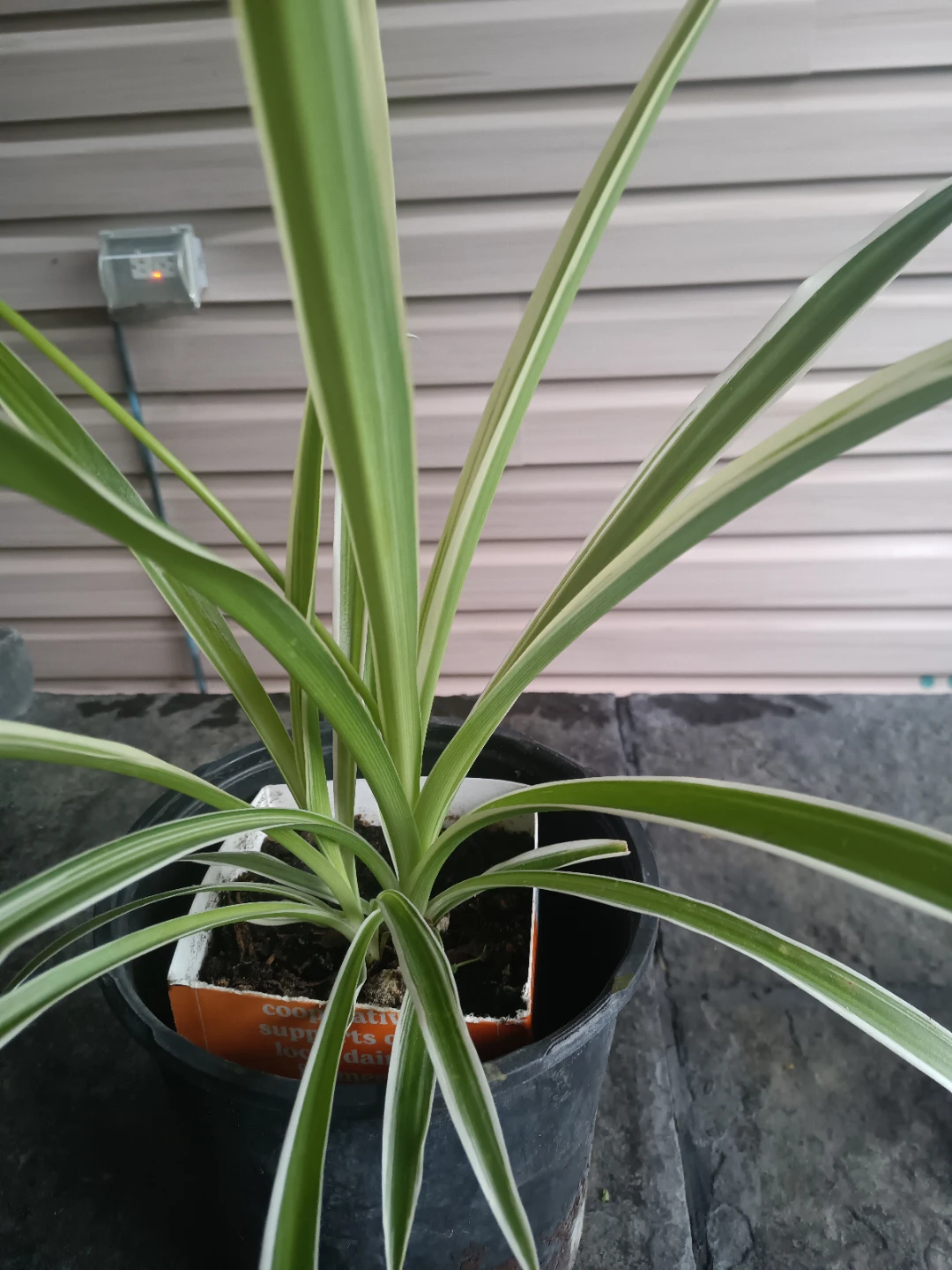Spider Plant