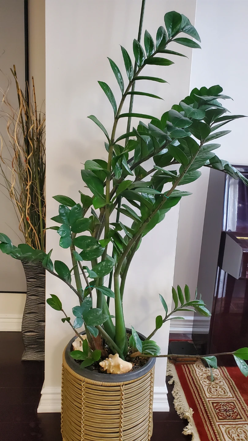 Super large ZZ Plant in Woven Pot - photo 4