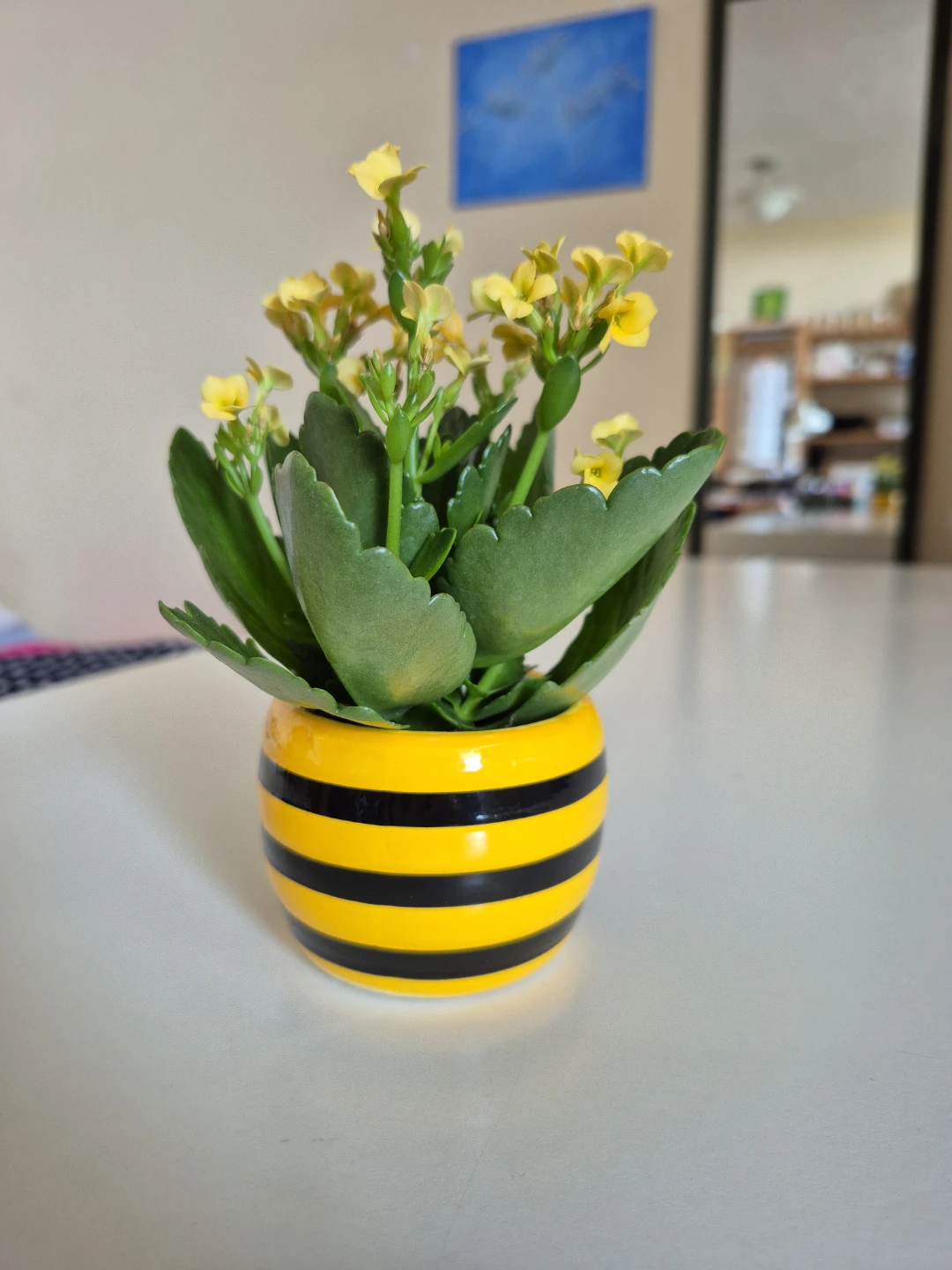 Mini Kalanchoe Succulent Plant