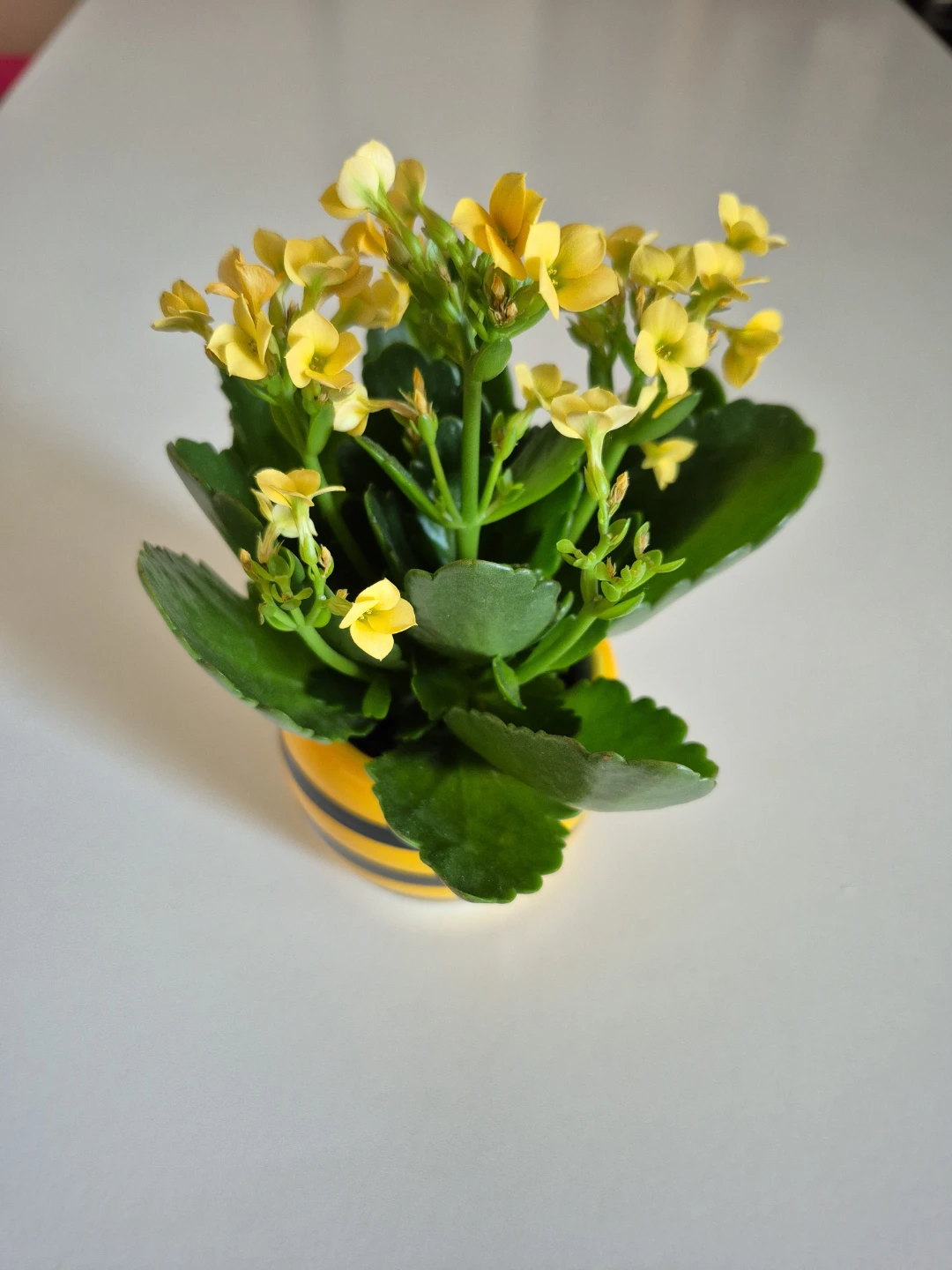 Mini Kalanchoe Succulent Plant - photo 3