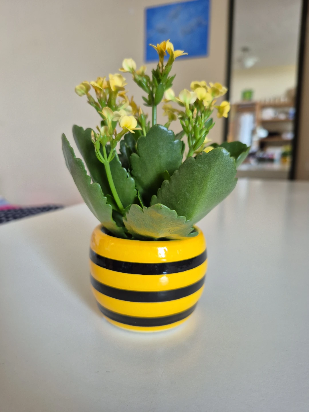 Mini Kalanchoe Succulent Plant - photo 4