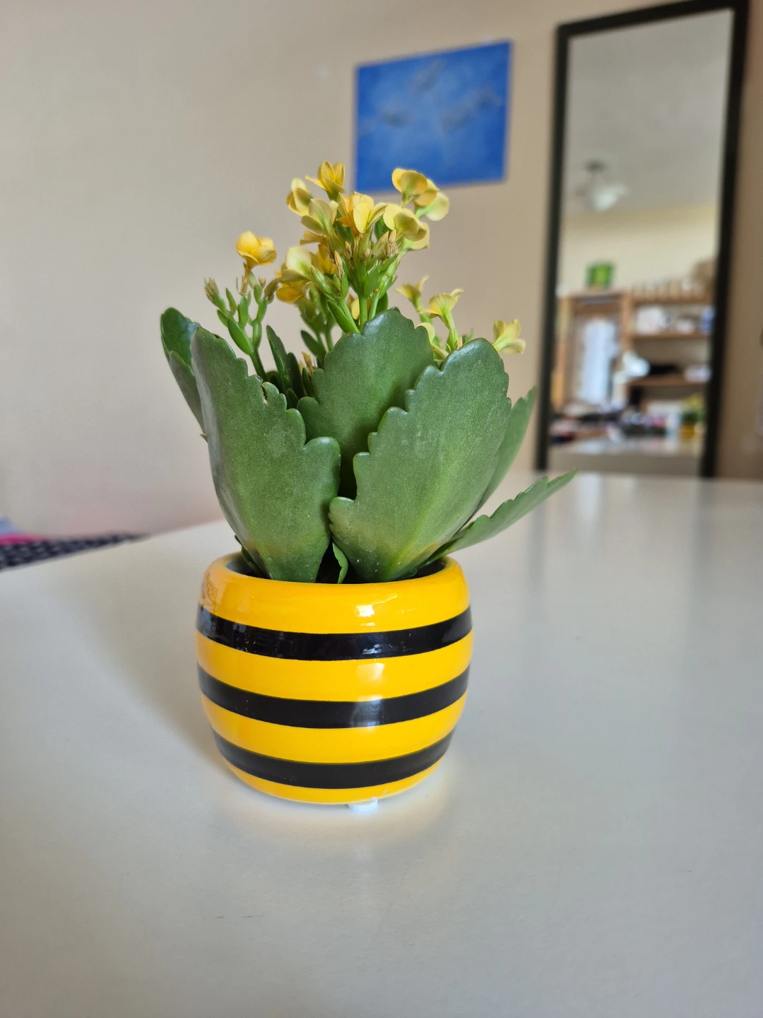 Mini Kalanchoe Succulent Plant - photo 5