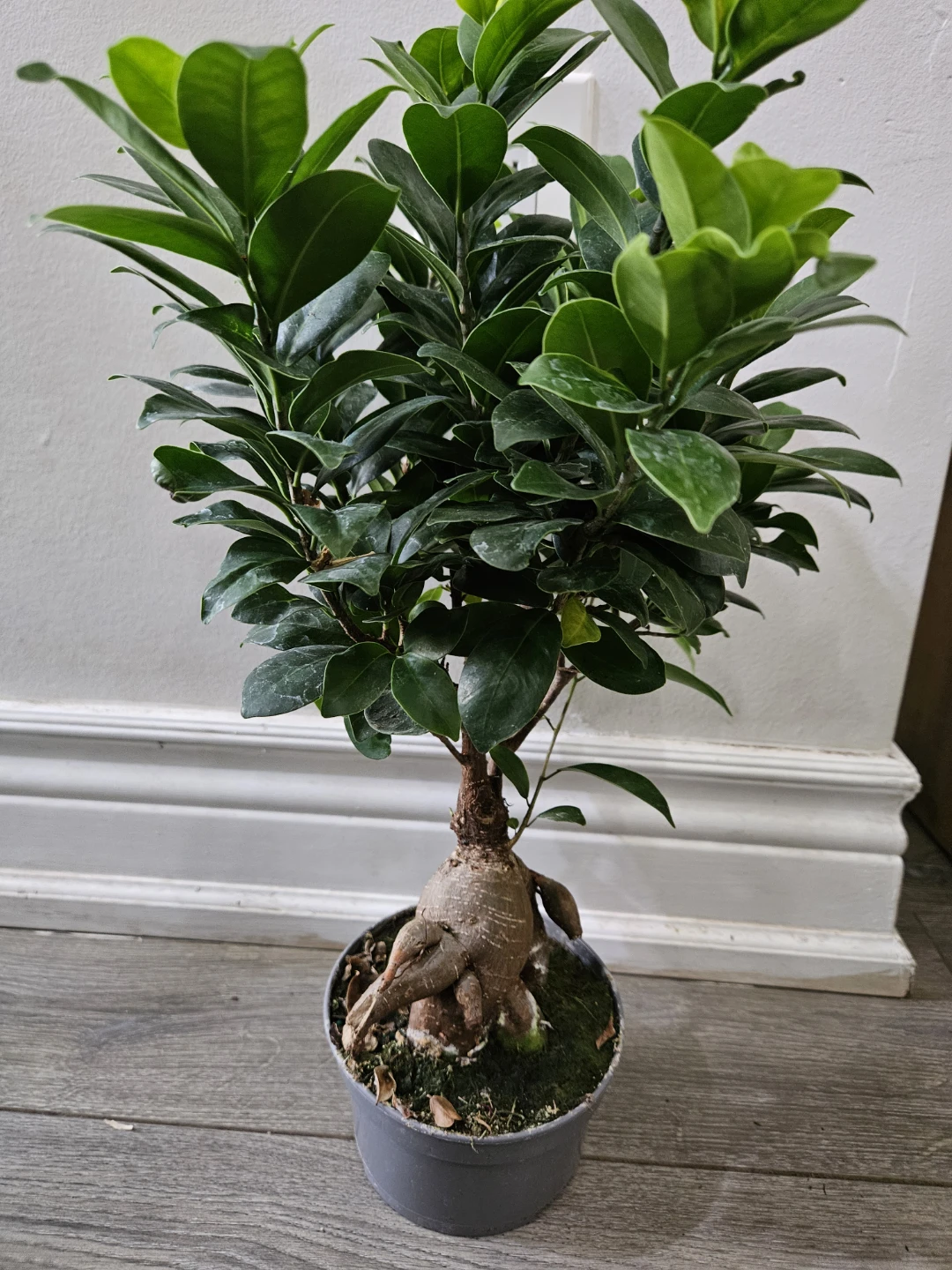Ficus Ginseng Bonsai Tree