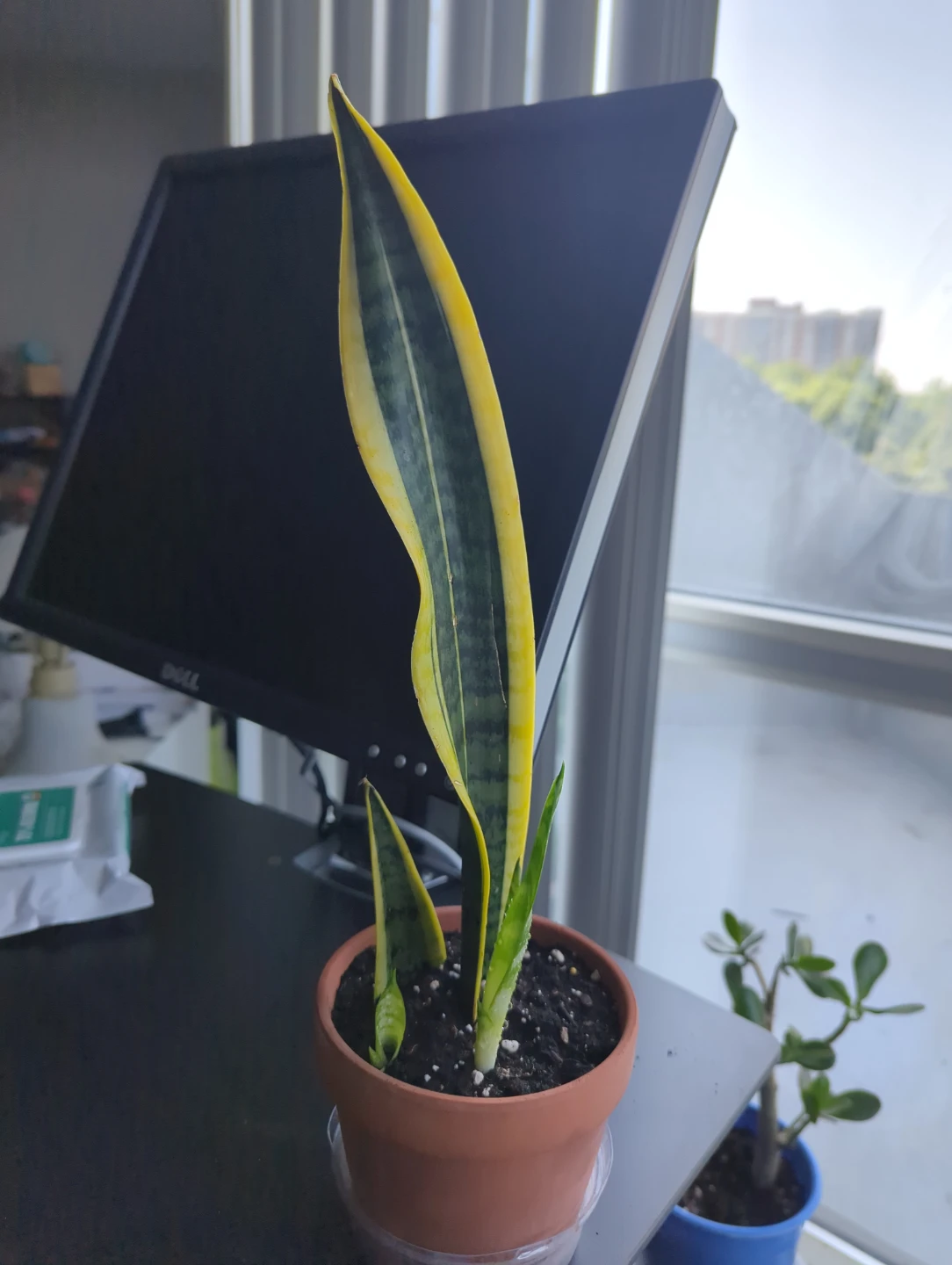 Snake Plant with Yellow Edges