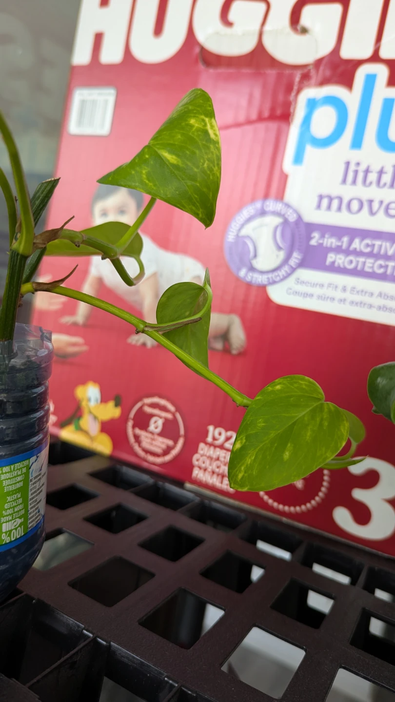 Varigated Pothos Plant