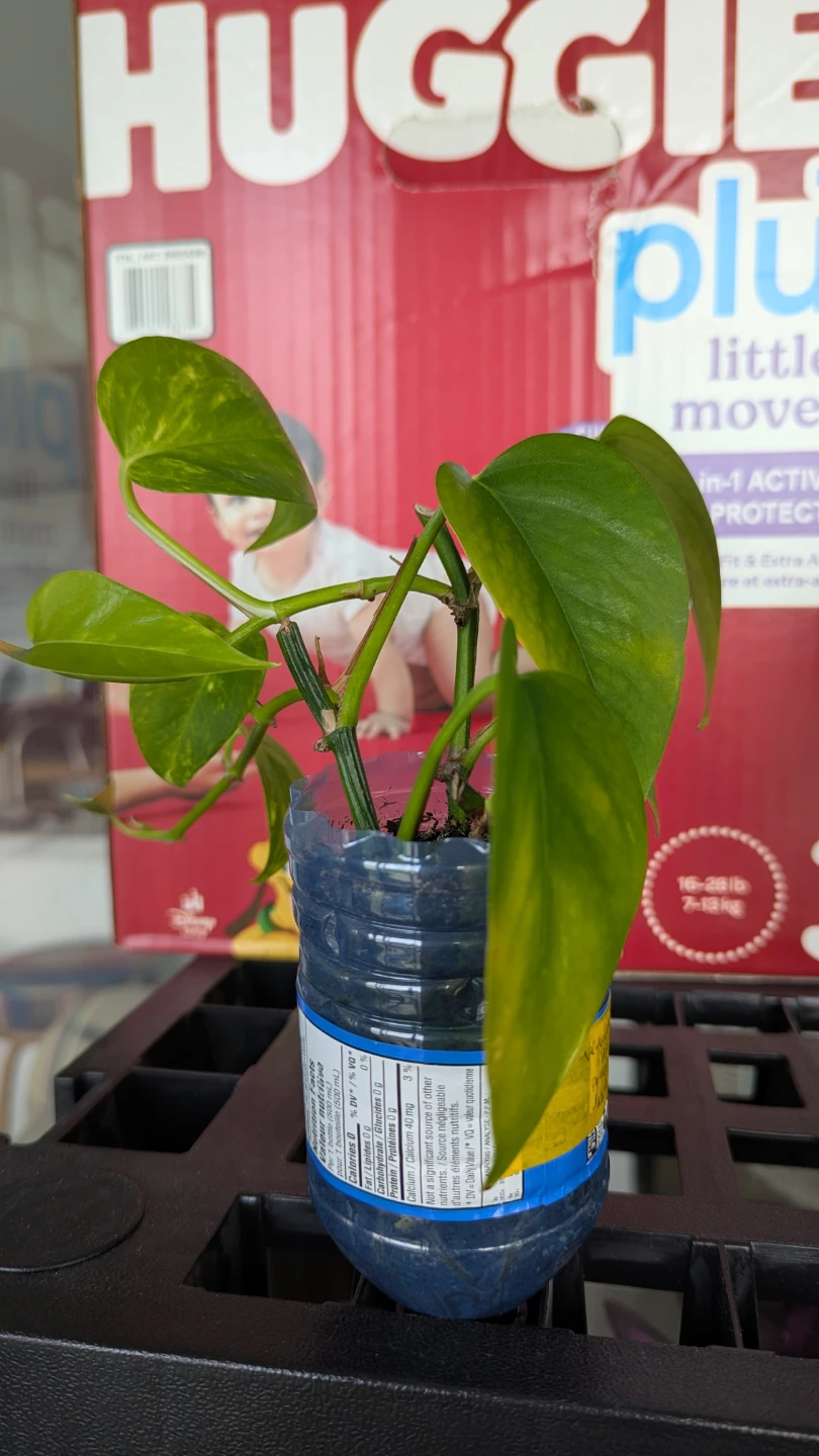 Varigated Pothos Plant - photo 2