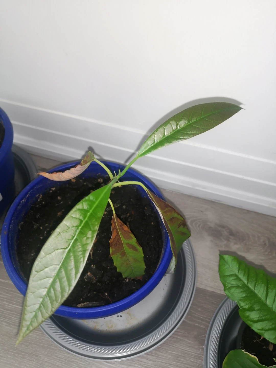 Avocado Plant in Pot - photo 3