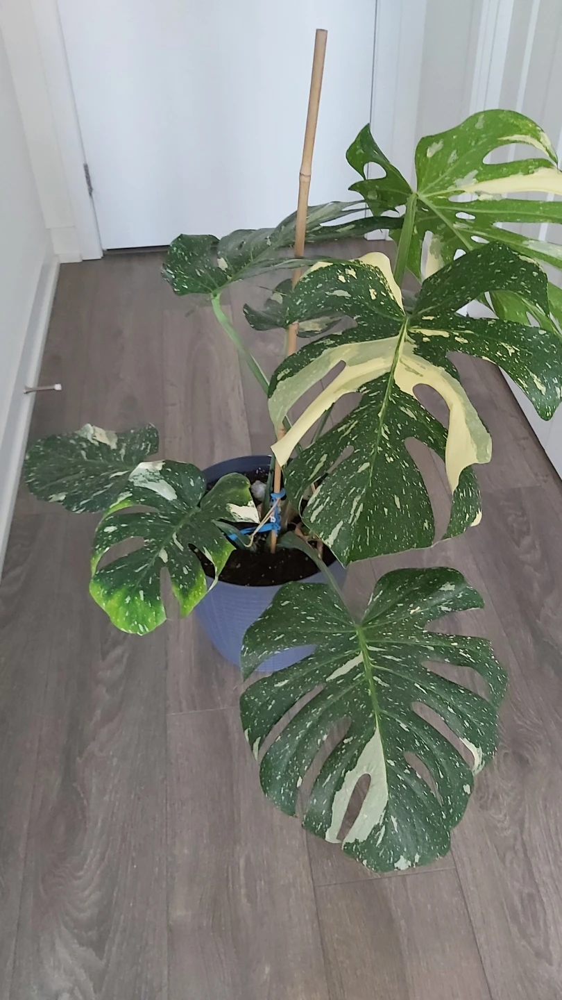 Variegated Monstera Plant - photo 4